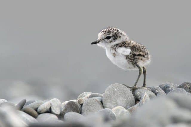 sandpiper family birds crossword