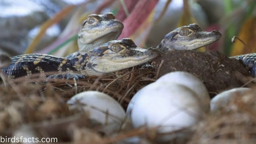 A Baby Alligator is Called a Hatchling!