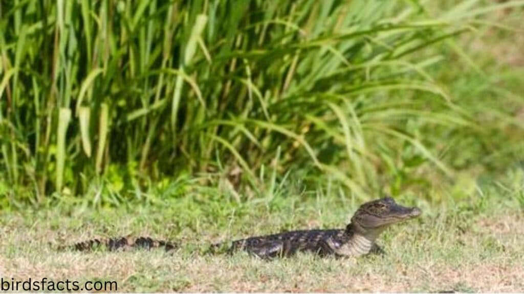 Alligator Hatchlings