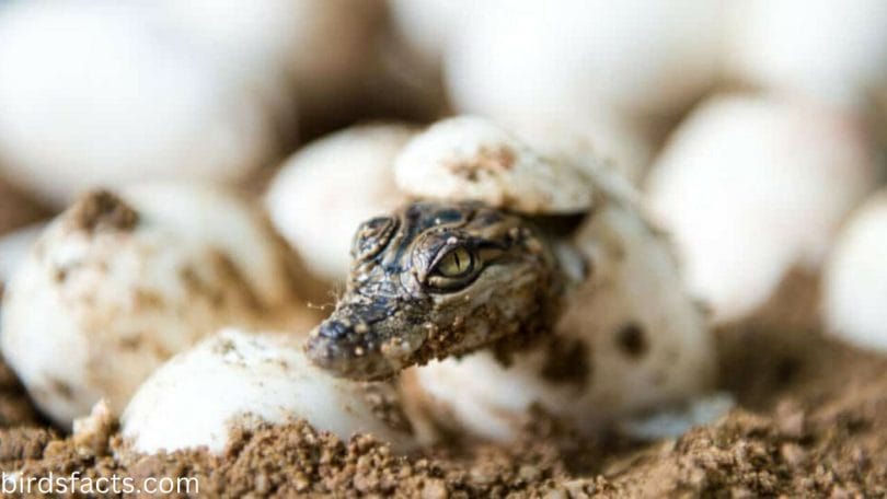 Baby Alligators Talk Before They Hatch 