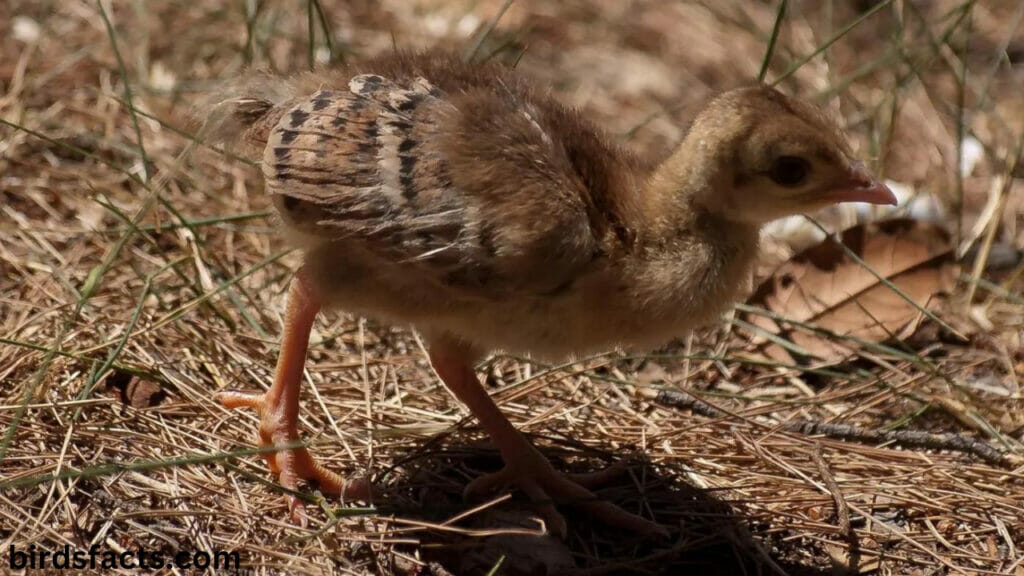 Baby Peacocks