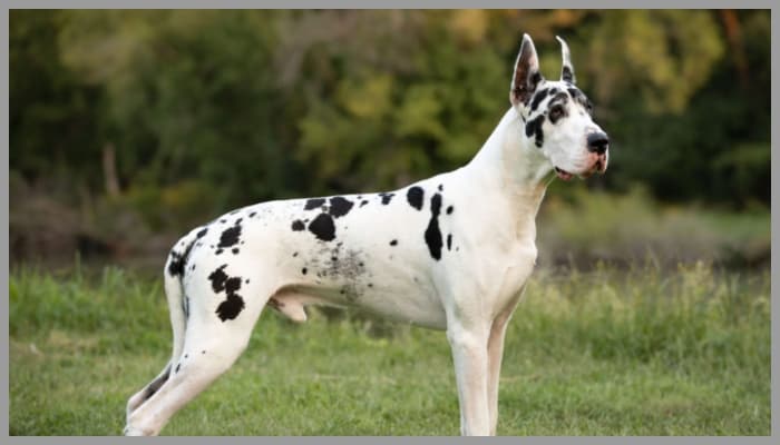 European Great Dane