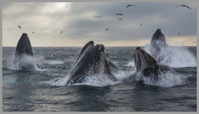 group of whales