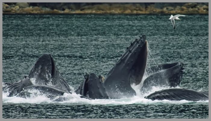 group of whales