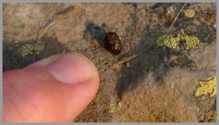 chipmunk poop