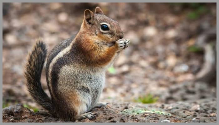 chipmunk poop