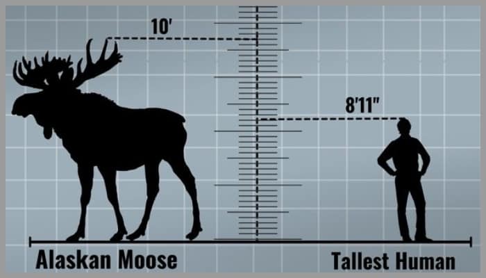 moose compared to human
