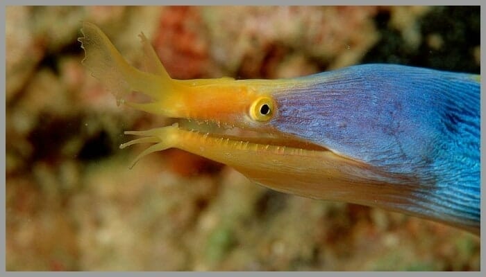 BeFunky collage 21 2