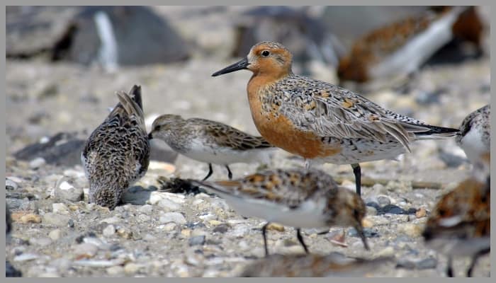sandpiper family birds crossword sandpiper family birds crossword