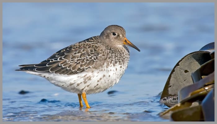 sandpiper family birds crossword