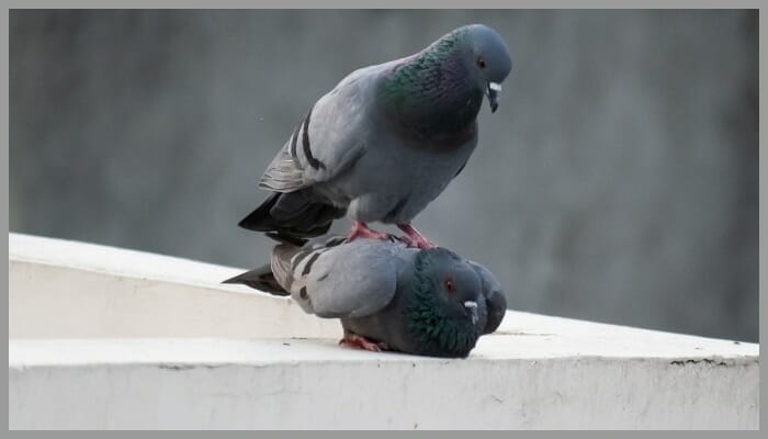 Birds Mating 