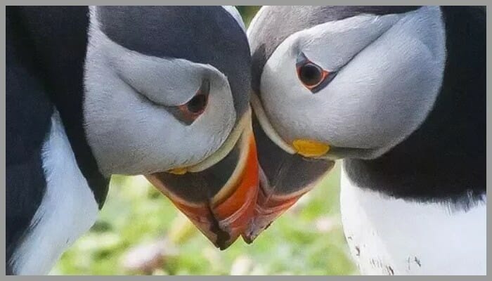 Birds Mating 