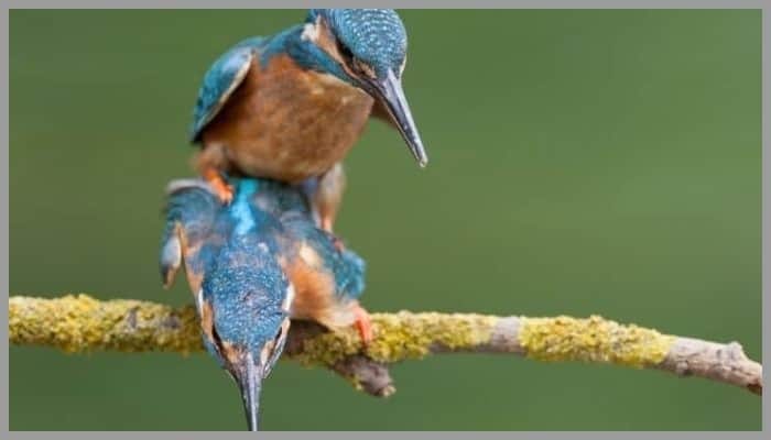 Birds Mating 