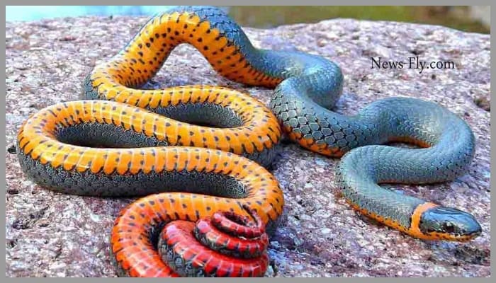 poisonous black and yellow snake