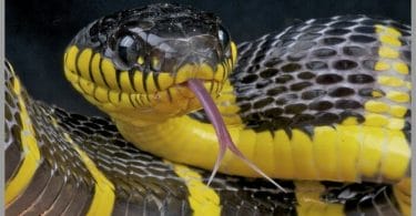 black and yellow snake