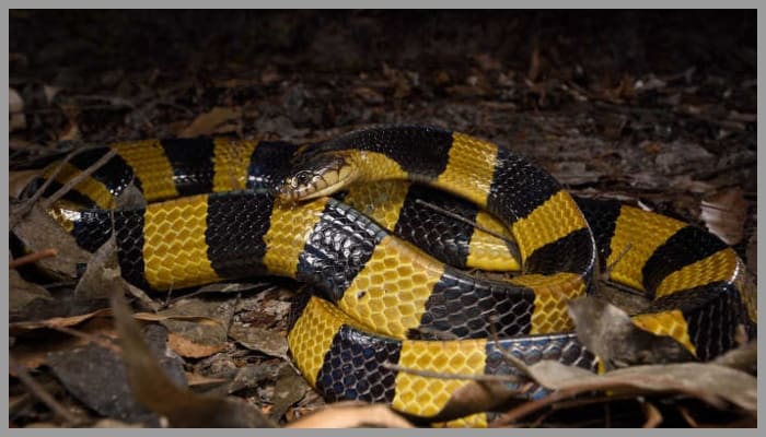 black and yellow snake