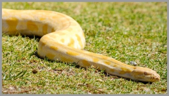 yellow snake