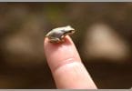 baby frog