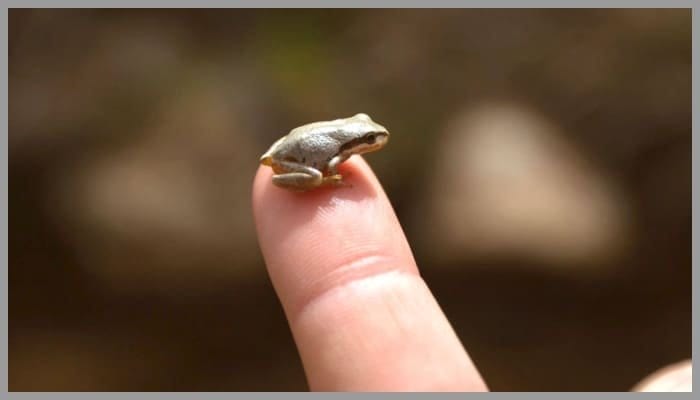 Baby Frog