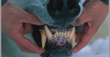 bear teeth