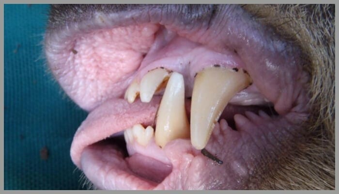 BeFunky collage 51 1