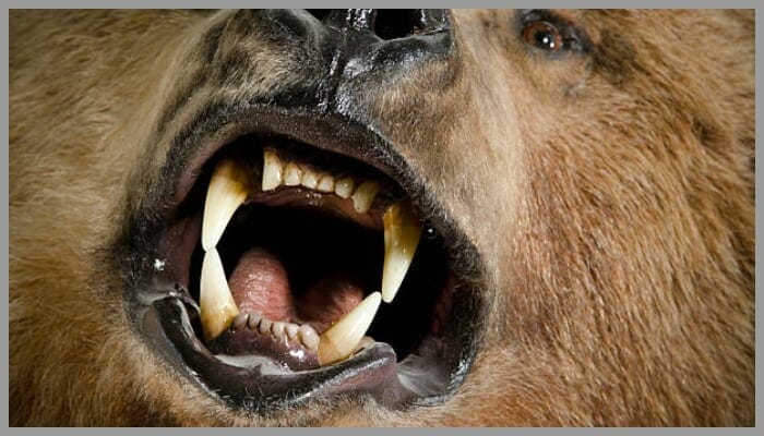bear teeth