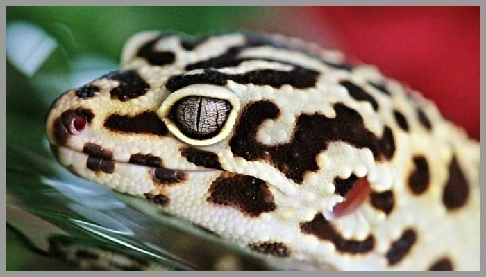 BeFunky collage 55 1