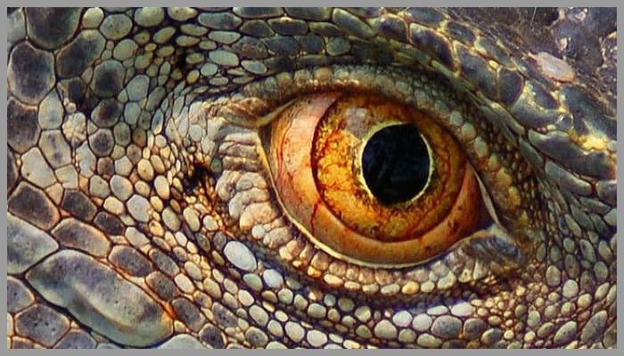 lizard eyes