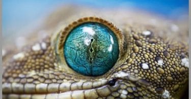 lizard eyes