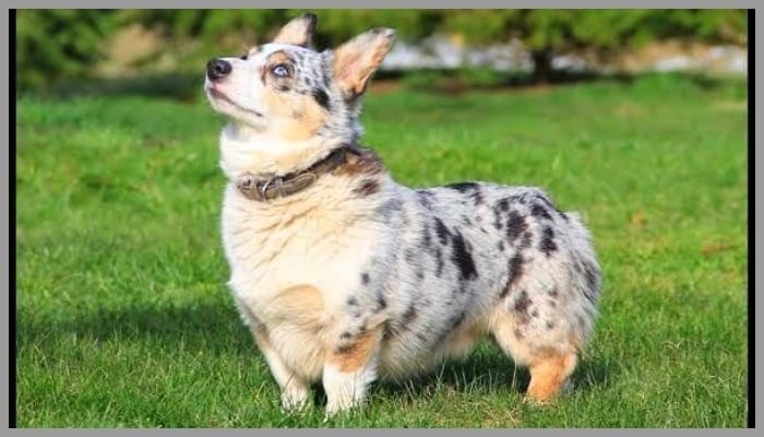 cowboy corgi cowboy corgi