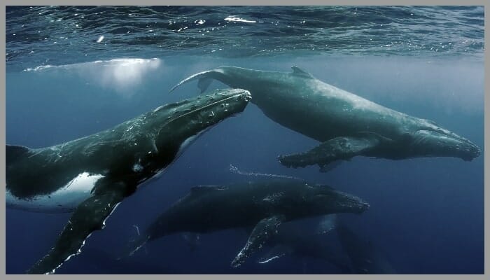 BeFunky collage 9 1 1