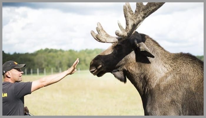 moose compared to human