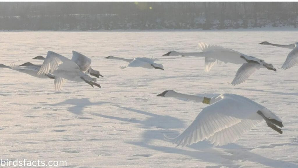 Can swans take off from land?