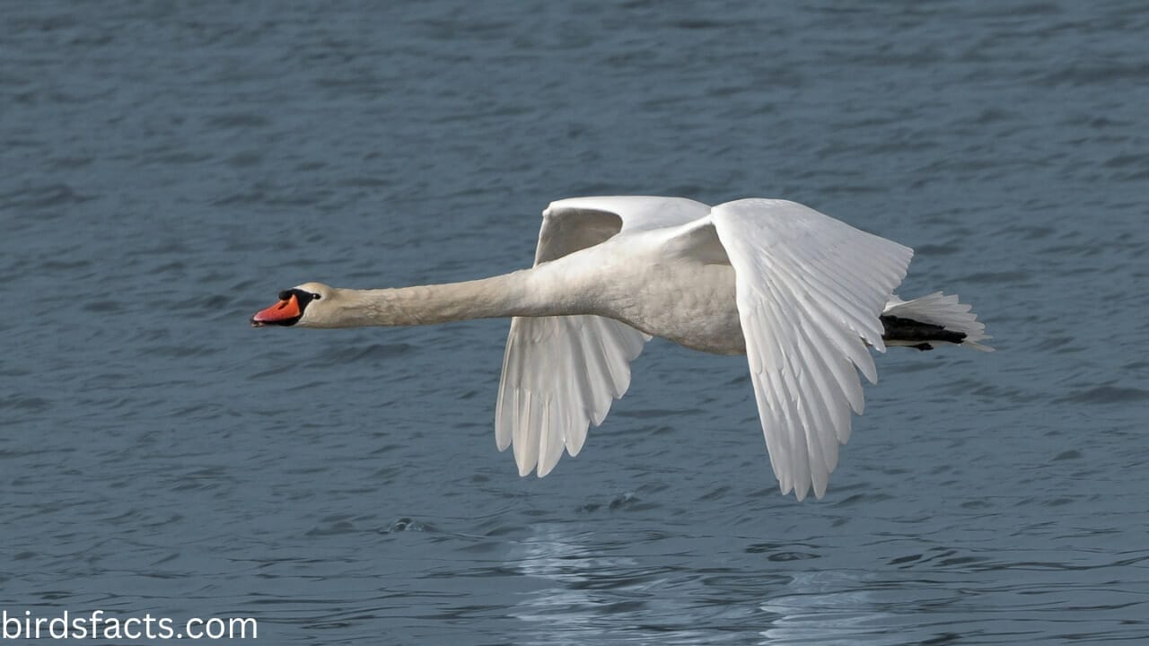 Can Swans Fly Is This The Proof That (Withe Picture)
