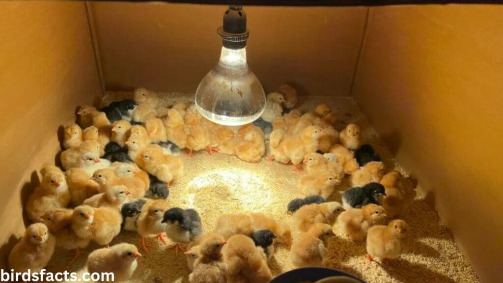 Do baby peacocks need a heat lamp?