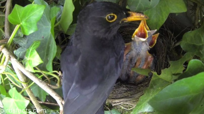 Do both parents feed baby blackbirds?