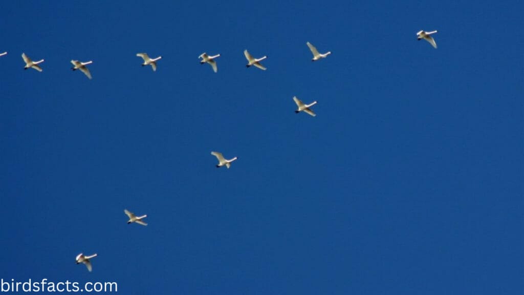 Do swans fly in formation?