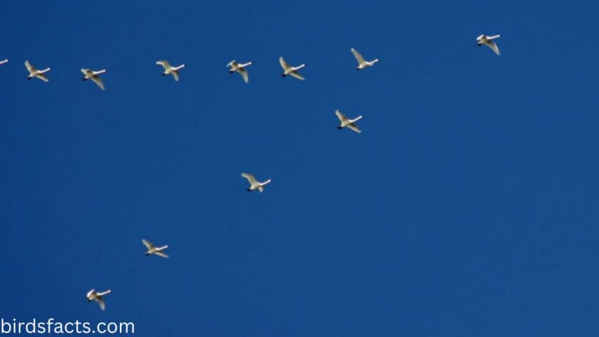 Do swans fly in formation?