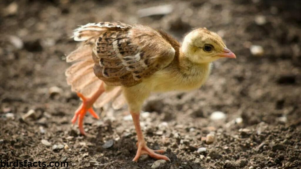 Baby Peacocks