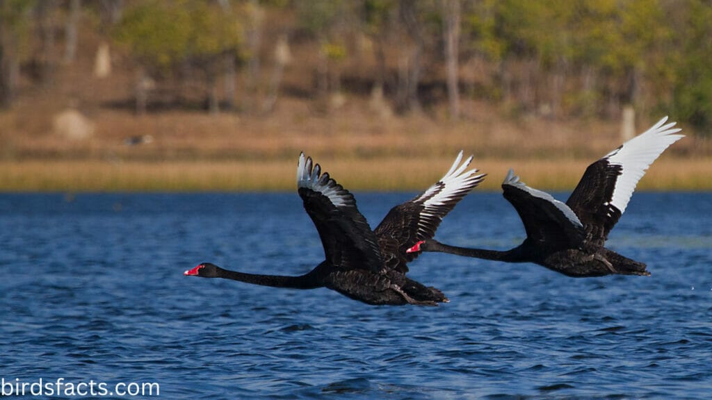 How far can black swans fly?