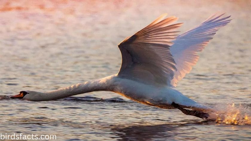 How far can mute swans fly?