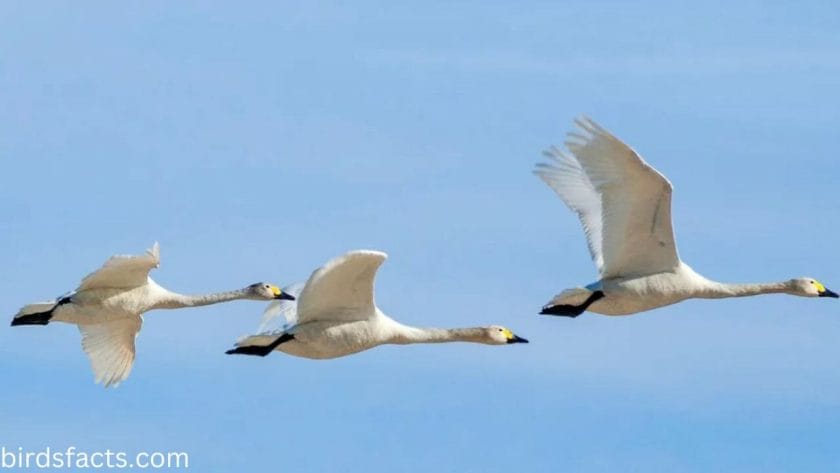 can mute swans fly How fast can swans fly?