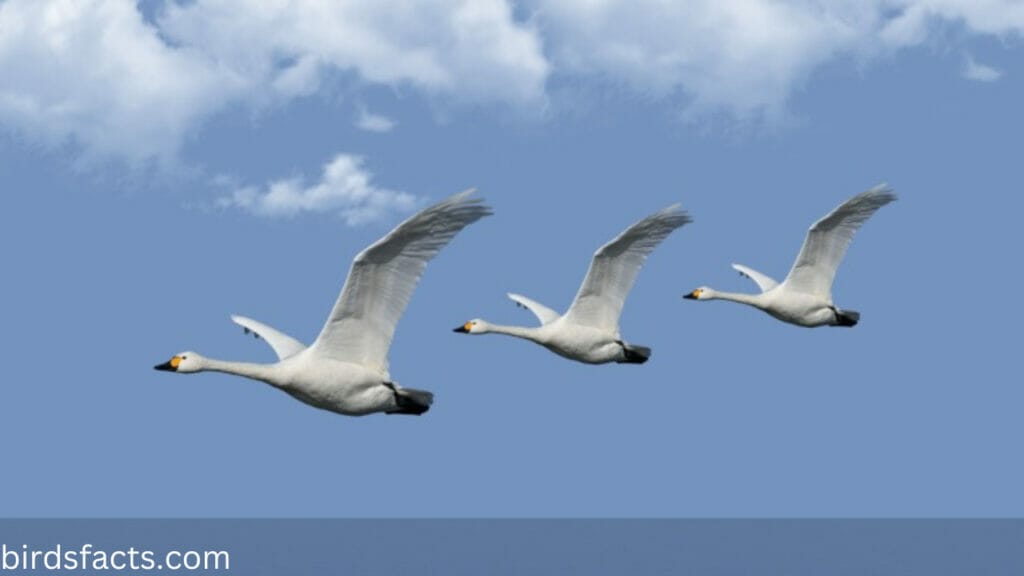 How high can a swan fly?