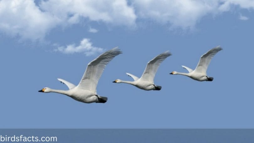 How high can a swan fly?