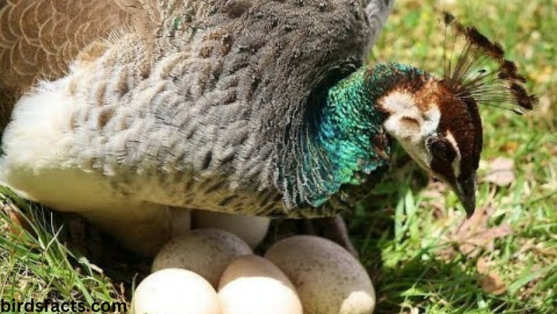 How long do peacock eggs take to hatch?