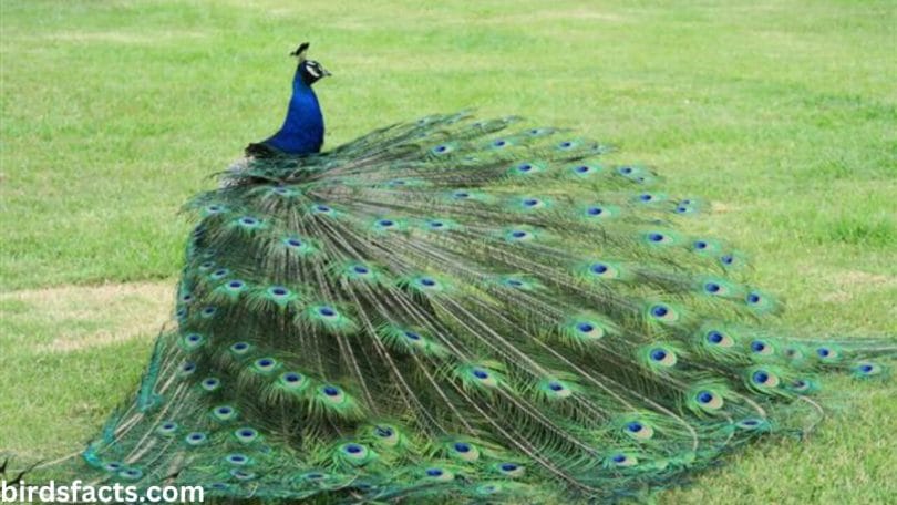 how much is peacock