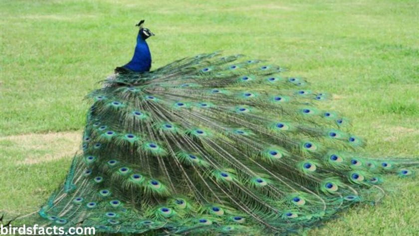 How much do baby peacocks weigh? 