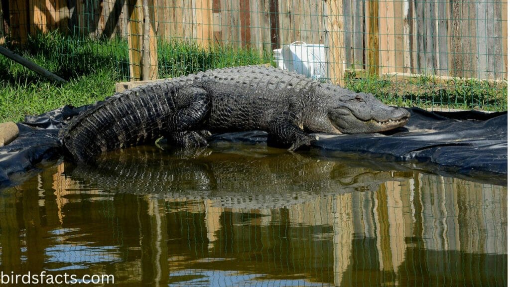 Male Baby Alligators Grow Throughout Their Lives