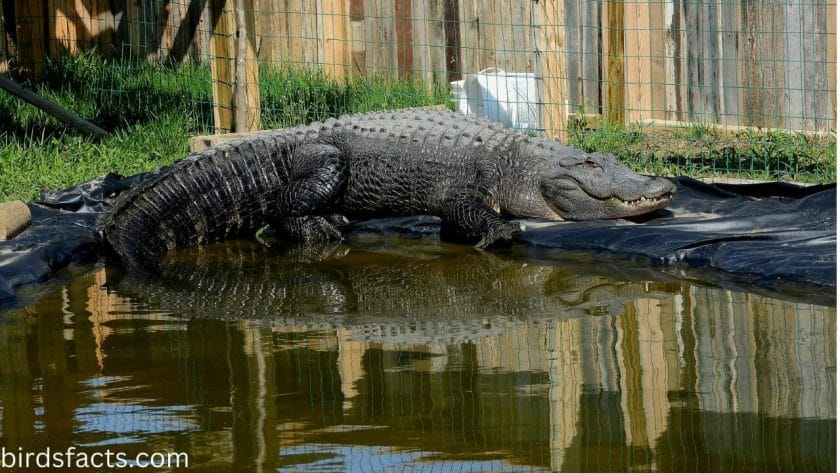 do male alligators eat their babies Male Baby Alligators Grow Throughout Their Lives