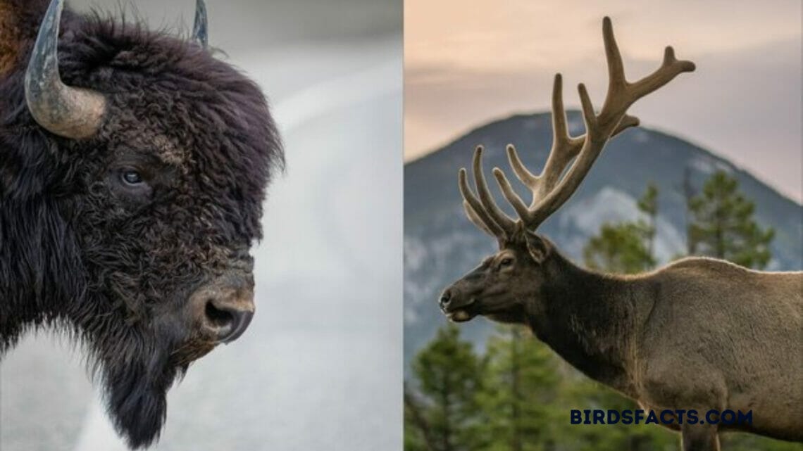 Moose vs Human A Fascinating Compared